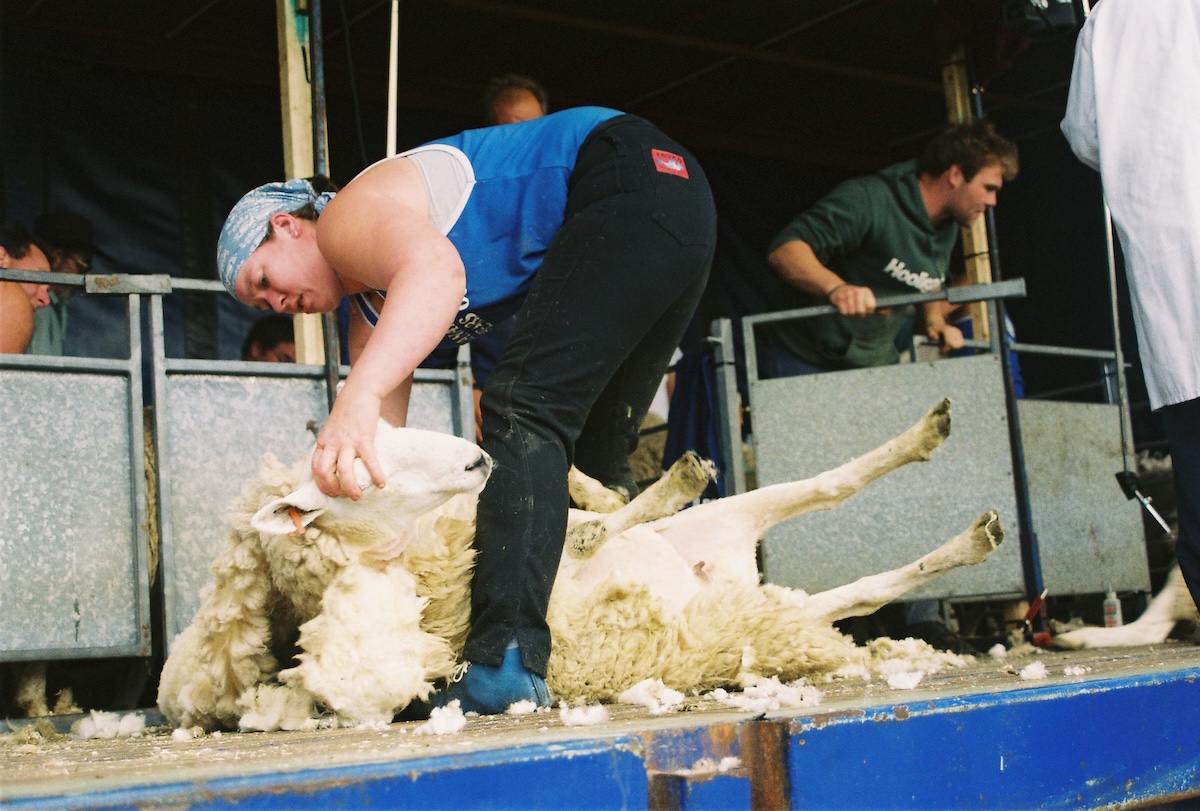 Image of Una Cameron shearing a sheep